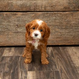 Assorted Doodle Crosses, Aussiedoodle, Golden Aussiedoodle, Goldendoodle, and Sheepadoodle Puppies from Goldendoodledoo Farms