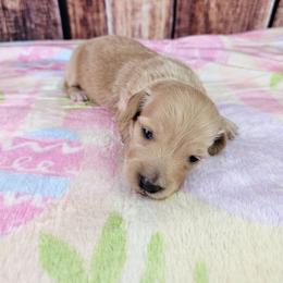 Izzy - Cream female Dachshund puppy in Malad City, Idaho from Mountain Sage Dachshunds