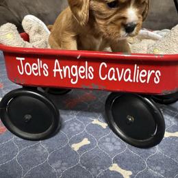 Mable - Ruby female Cavalier King Charles Spaniel puppy in Poyen, Arkansas from Joels Angels Cavaliers