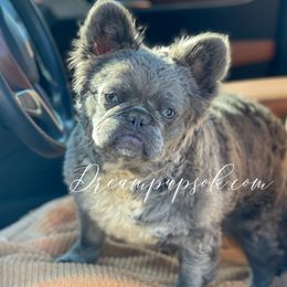 Baby Dog - French Bulldog
