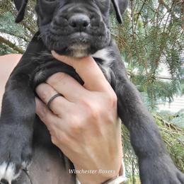 Boxer Puppies from Winchester Boxers