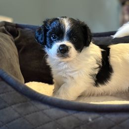 Shichon Puppies from Great Lakes Teddy Bear Dogs
