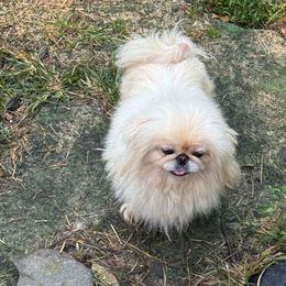 Akari - White female Pekingese puppy in Cumming, Georgia from Imperial Pekingese