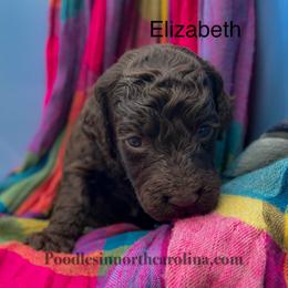 Elizabeth - Silver-beige  female Poodle puppy in Greenville, North Carolina from Grace Poodles