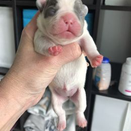 French Bulldog Puppies from Roughneck Frenchies