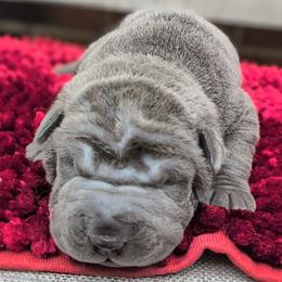 Boy 1 - Blue male Chinese Shar-Pei puppy in Autryville, North Carolina from T&D'S Razen Wrinkles Shar-pei