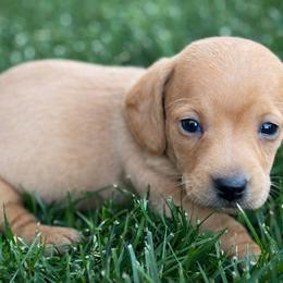Romeo - Cream male Dachshund puppy in Salem, Oregon from Longdox Mini Dachshunds