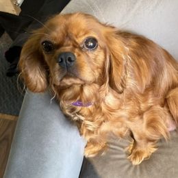 Cavalier King Charles Spaniels from Rosie’s Pups