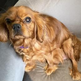 Cavalier King Charles Spaniels from Rosie’s Pups