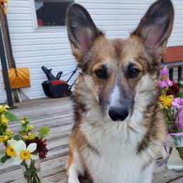 Mili - Pembroke Welsh Corgi