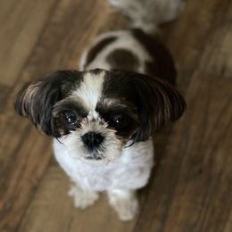 Maggie - Shih Tzu