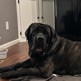 Zoe - Mastiff