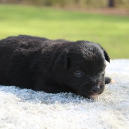 Cocoa - Black & white male Toy Australian Shepherd puppy in Bauxite, Arkansas from J and B Mini Aussies
