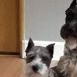 Miniature Schnauzers from Northeast Texas Miniature Schnauzers