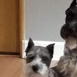 Miniature Schnauzers from Northeast Texas Miniature Schnauzers