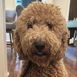 Goldendoodles from Rezapour Doodle Estate