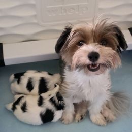 Iza - Biewer Terrier