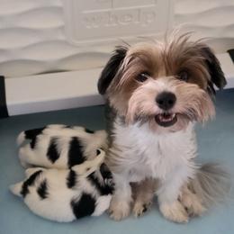 Iza - Biewer Terrier