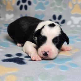 Lumos - Black and white male Border Collie puppy in Chicora, Pennsylvania from Riverwood