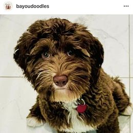 Oak - Australian Labradoodle