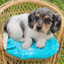 Echo - Dapple female Dachshund puppy in Lakeland, Florida from Buckwild Doxies
