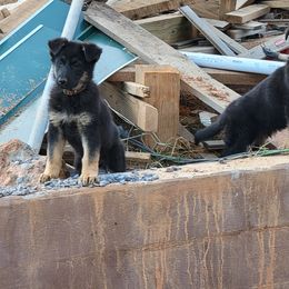 German Shepherd Puppies from Cornil Dariy
