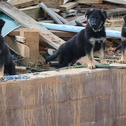 German Shepherd Puppies from Cornil Dariy