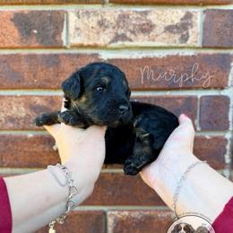 Murphy - Phantom male Bernedoodle puppy in Owasso, Oklahoma from Kallams Bernedoodles & Bernese Mountain Dogs