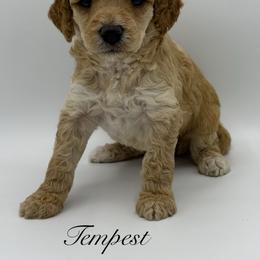 Tempest - Apricot female Poodle puppy in Wheatland, California from Sapphire Ridge Poodles