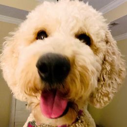 Goldendoodles and Poodles from A Goldendoodle Dream