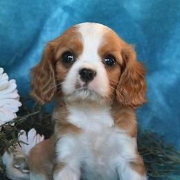 Cavalier King Charles Spaniels from Echo Valley Cavaliers