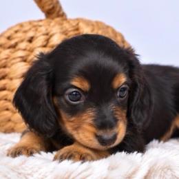 Ralph - Black and tan male Dachshund puppy in Fredricktown, Missouri from Ivy Cream Dachshunds