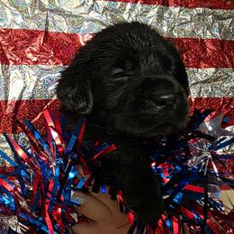Girl 3 - Black female Labrador Retriever puppy in Holyoke, Massachusetts from Urban Oak Labradors LLC