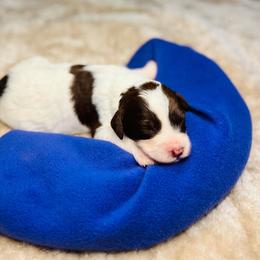 Sedona- Female Reservation 7 - Brown and white female Sheepadoodle puppy in Spokane, Washington from Downriver Doodles