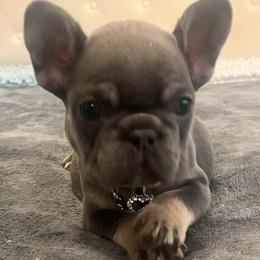 Female - Tricolors female French Bulldog puppy in Union City, Tennessee from West Tennesse Frenchies