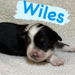 Wiles (Male 1) - Black tri-color male Aussiedoodle puppy in South Central, Pennsylvania from Windy Hills Mini Aussies & Doodles