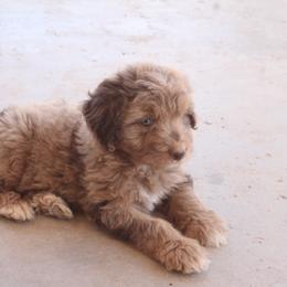 Aussiedoodle, Goldendoodle, and Labradoodle Puppies from Loving Doodle