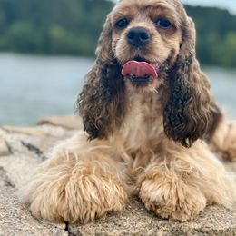 Sassy - Cocker Spaniel