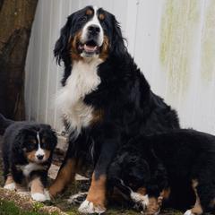 Bernese Mountain Dogs from Keely’s Bouncing Berners