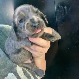 Walla Walla - Dapple male Dachshund puppy in Bigfork, Minnesota from Dachshunds Up North