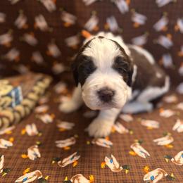 Trip - Liver white and roan male English Springer Spaniel puppy in Braidwood, Illinois from A & R Springers