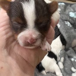 Boy 2 - Chocolate, tan and white male Yorkshire Terrier puppy in Chesapeake, Virginia from Your Key Breeder