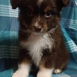 Mickey - Red tri male Toy Australian Shepherd puppy in Humansville, Missouri from Tater Tot aussies
