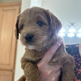 Ms Pink - Red  female Goldendoodle puppy in Vacaville, California from North Bay Goldendoodles