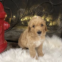 Goldendoodle and Yorkshire Terrier Puppies from Pups of the Lowcountry