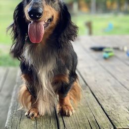 Dachshund All Grown Up from Hicks Haus Dachshunds