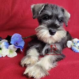 Companion Cross, Miniature Schnauzer, and Yorkshire Terrier Puppies from Puppy Sugars Kennels