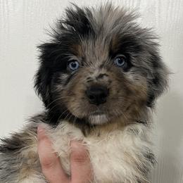 Girl 1 - Australian Shepherd puppy in Patoka, Indiana from Monica's Aussies
