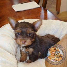 DIOR - Chocolate and tan female Yorkshire Terrier puppy in Eastpointe, Michigan from TLC Kennels TenderLittleCuties