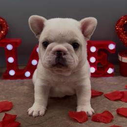 Romeo - Cream male French Bulldog puppy in Largo, Florida from Infinity Frenchies